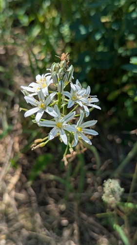 Star of Bethlehem (Ornithogalum pyramidale)
