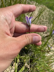 Campanula ciliata, photograph (c) Илья Руденко, some rights reserved (CC BY)