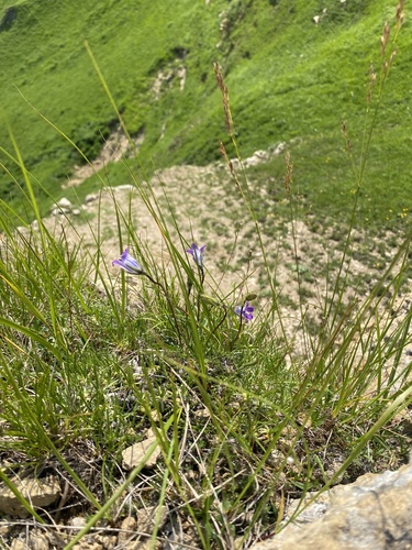Campanula ciliata, photograph 5