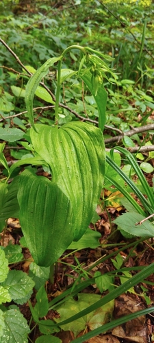 Broad-leaved helleborine