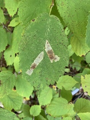 Cameraria corylisella