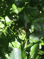 Mionochroma vittatum