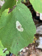 Cameraria corylisella