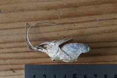 Pontastacus leptodactylus