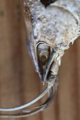 Pontastacus leptodactylus