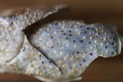 Pontastacus leptodactylus