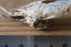 Pontastacus leptodactylus