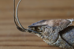 Pontastacus leptodactylus