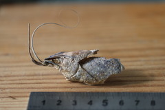 Pontastacus leptodactylus