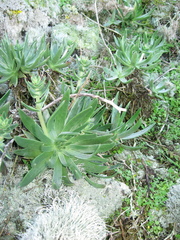 Dudleya cultrata