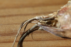 Pontastacus leptodactylus