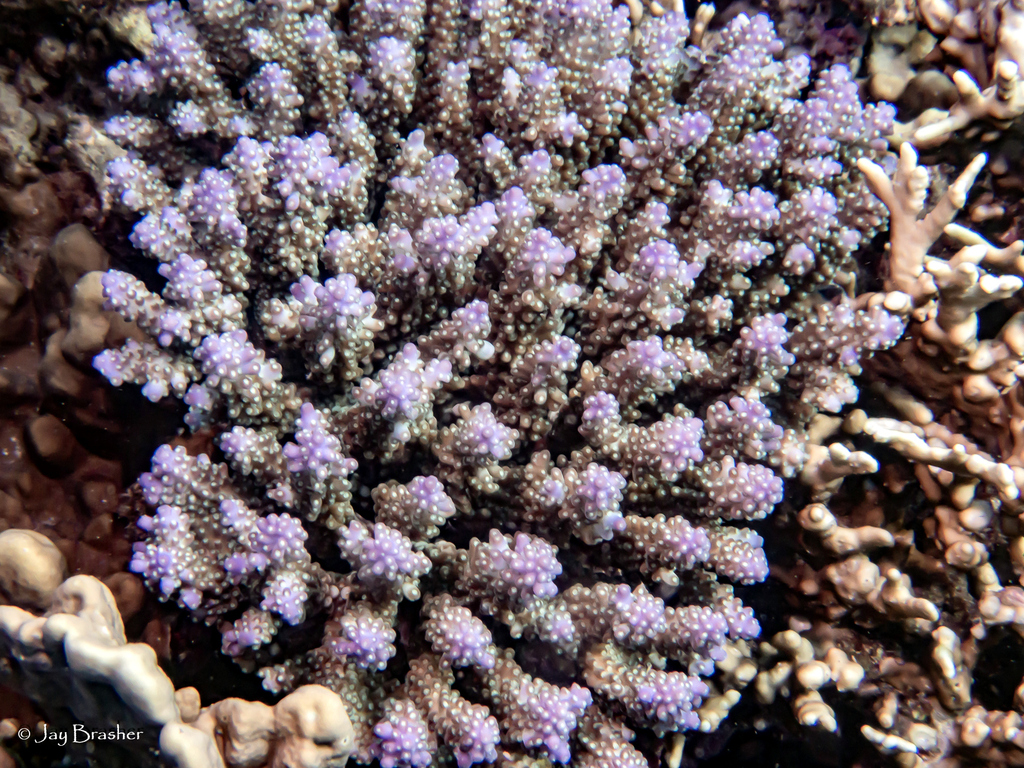 Bushy staghorn coral