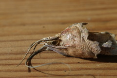 Pontastacus leptodactylus