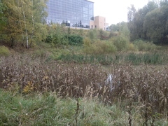 Phragmites australis