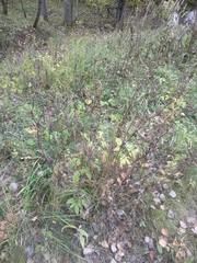 Chaerophyllum aromaticum