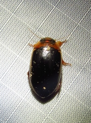 Hydaticus bimarginatus