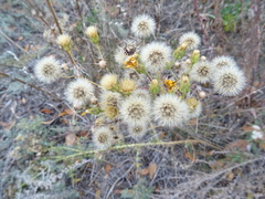 Hieracium robustum