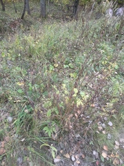 Chaerophyllum aromaticum