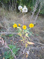 Hieracium robustum