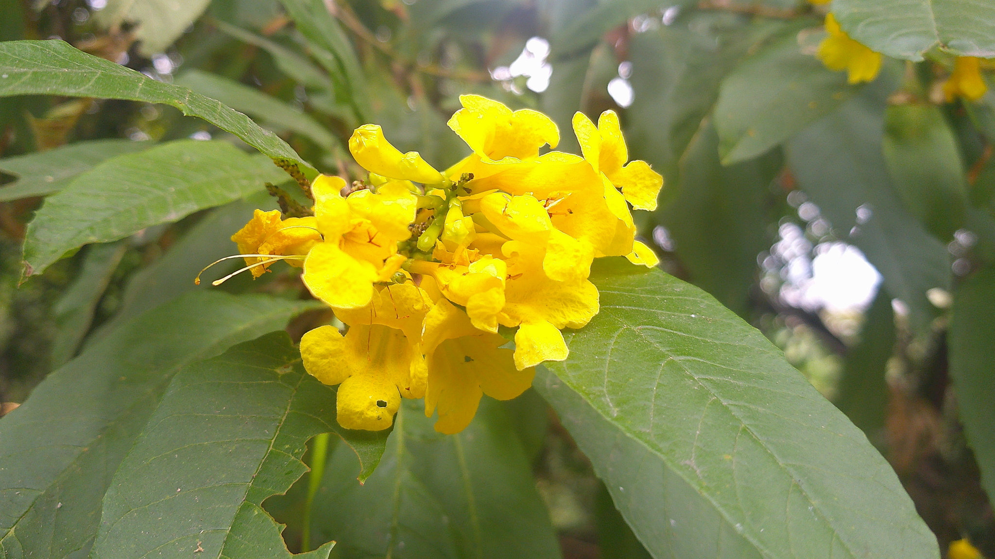 Chestnutleaf Trumpetbush (Tecoma castanifolia)