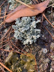 Stereocaulon saxatile