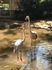 Phoenicopterus