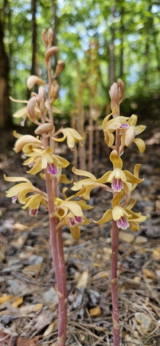 Spiked crested coralroot (Bletia spicata)