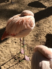Phoenicopterus