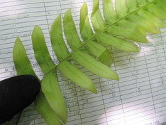 Blechnum appendiculatum