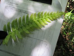 Blechnum appendiculatum