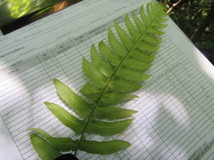 Blechnum appendiculatum