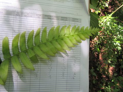 Blechnum appendiculatum