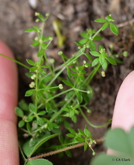 Galium divaricatum