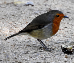 Erithacus rubecula