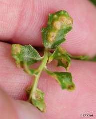 Aceria baccharipha