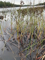 Juncus militaris