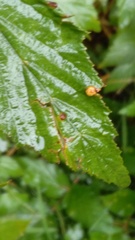 Dasineura ulmaria