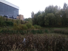 Phragmites australis