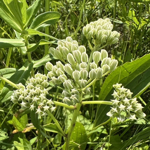 Arnoglossum plantagineum, photograph 6