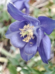 Aquilegia pyrenaica, photograph (c) Ana Garcia, some rights reserved (CC BY)