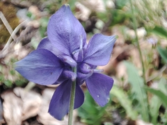 Aquilegia pyrenaica, photograph (c) Ana Garcia, some rights reserved (CC BY)