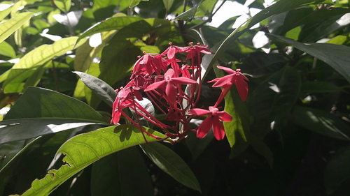 giant red (Ixora casei)