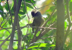 Phylloscartes ventralis