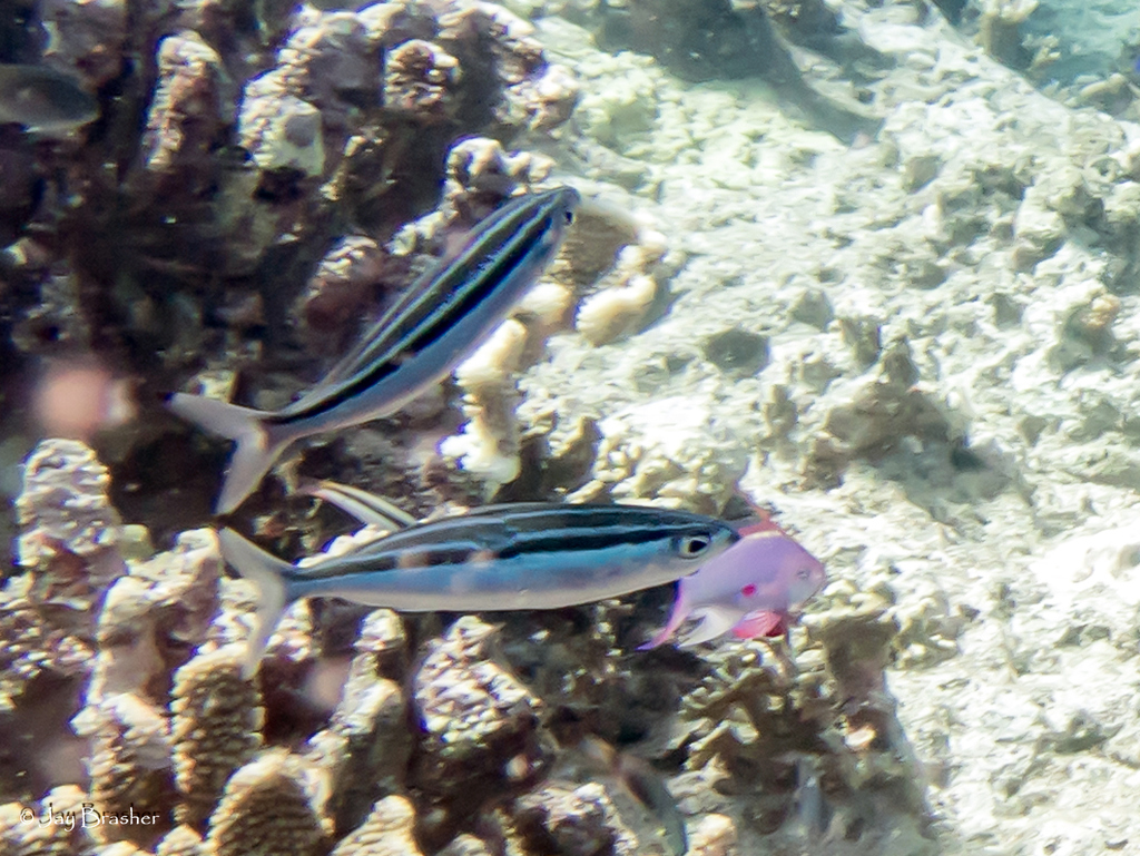 Striped Fusilier