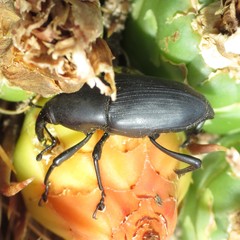 Cactophagus spinolae validus