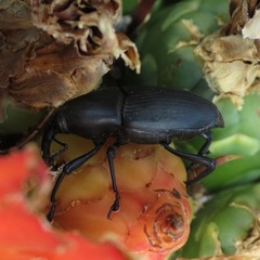 Cactophagus spinolae validus