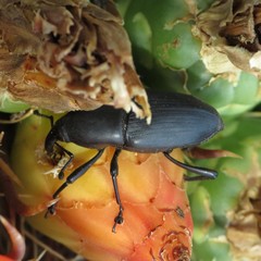 Cactophagus spinolae validus