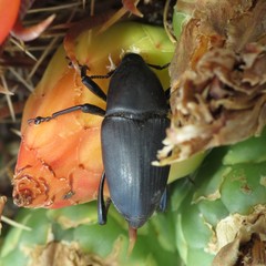 Cactophagus spinolae validus