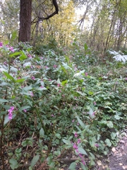 Impatiens glandulifera