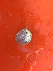 Selene setapinnis